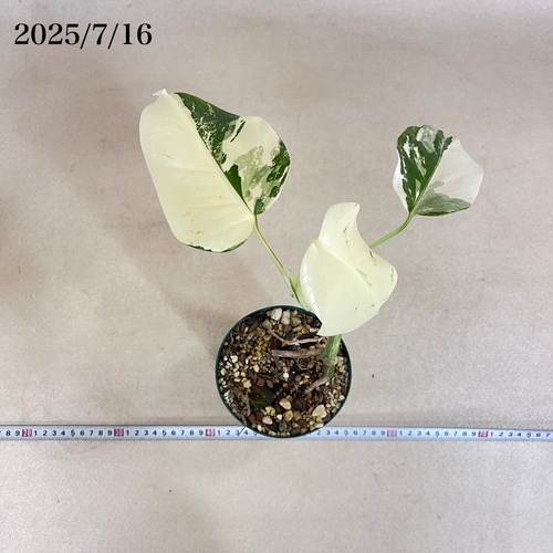 モンステラ ホワイトタイガー 4号スリット鉢 個体C｜芳樹園