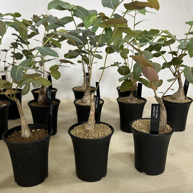 フィランサス ミラビリス 3号ロング鉢(個体おまかせ1鉢)｜芳樹園