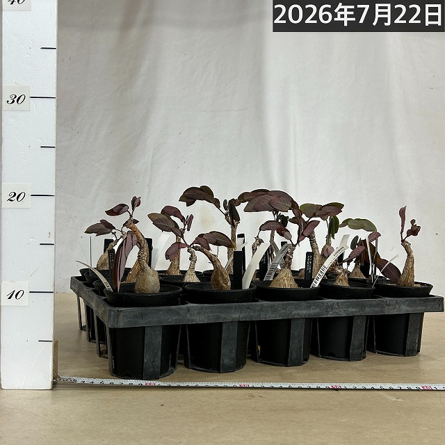 落葉中】フィランサス ミラビリス 3号ロング鉢(個体おまかせ1鉢