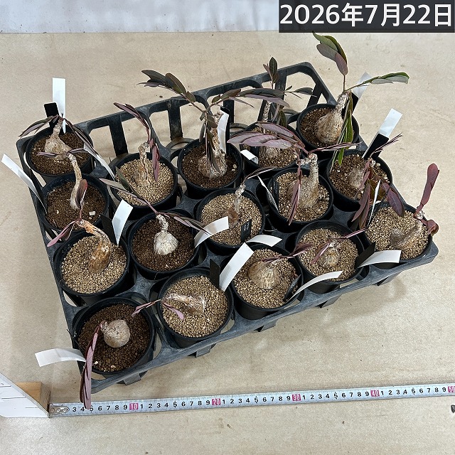 落葉中】フィランサス ミラビリス 3号ロング鉢(個体おまかせ1鉢