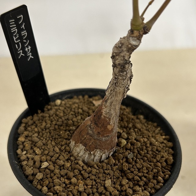 フィランサス ミラビリス 3号ロング鉢(個体おまかせ1鉢)｜芳樹園