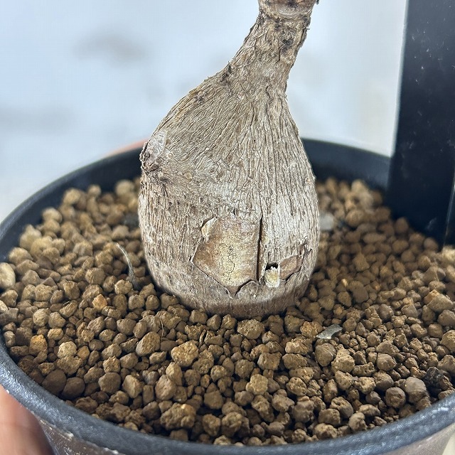 フィランサス ミラビリス 3号ロング鉢(個体おまかせ1鉢)｜芳樹園