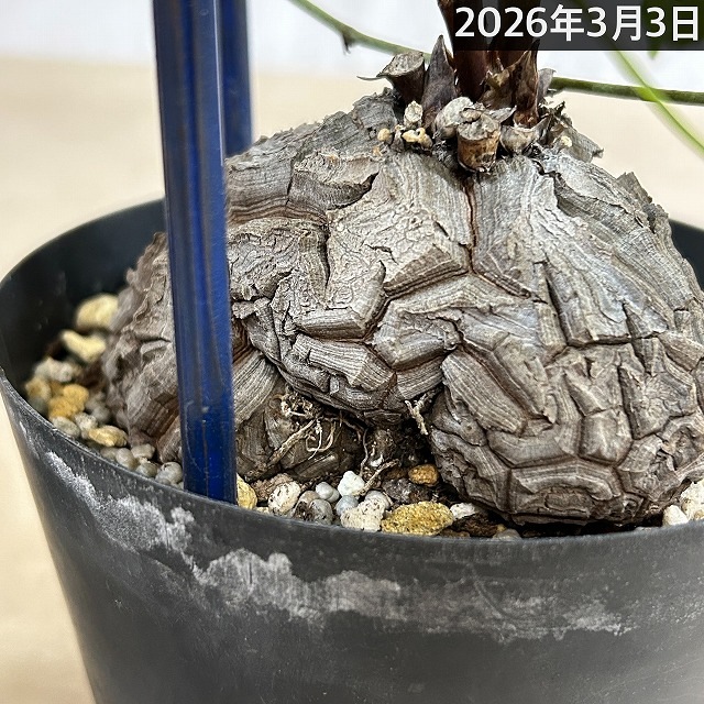 B】亀甲竜(ディオスコレア エレファンティペス) 5年物 5号鉢(現品