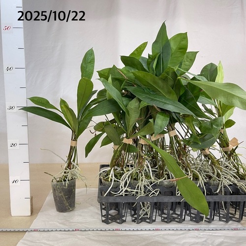 アンスリウム グラシレ 2.5号ロングポット｜芳樹園オンラインショップ