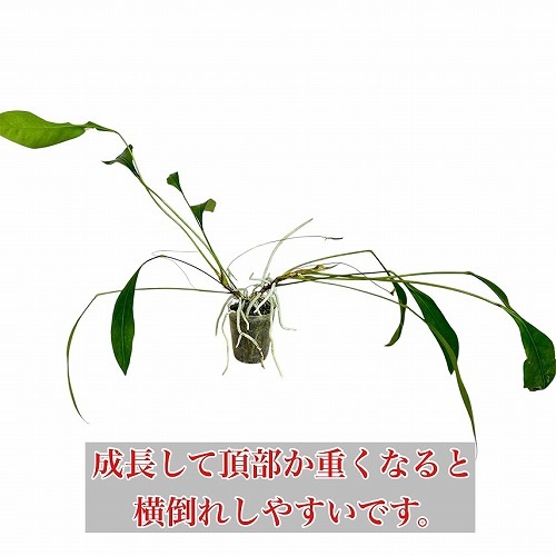 アンスリウム グラシレ 2.5号ロングポット｜芳樹園オンライン