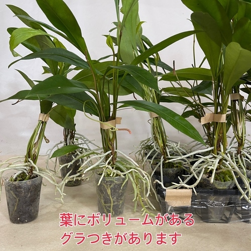 アンスリウム グラシレ 2.5号ロングポット｜芳樹園オンラインショップ