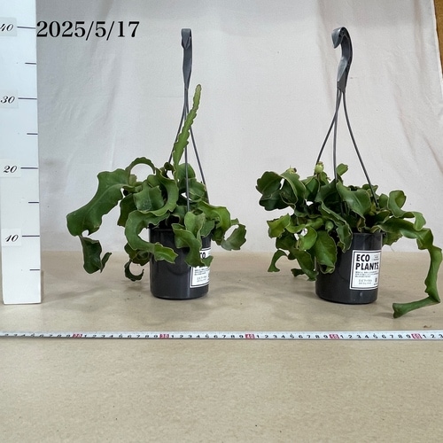 エピフィルム ガテマレンシス(エピフィラム グアテマレンシアス) 4号