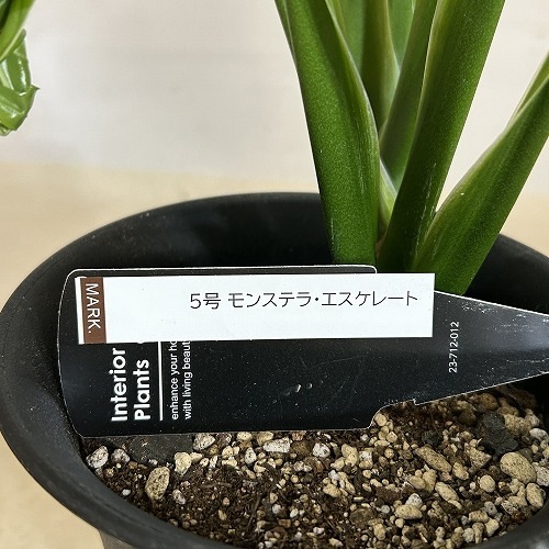 モンステラ エスケレート 5号ロング黒鉢｜芳樹園オンラインショップ