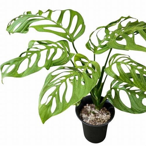 モンステラ エスケレート 5号ロング黒鉢｜芳樹園オンラインショップ