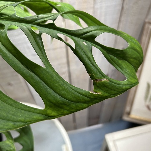 モンステラ エスケレート 5号ロング黒鉢｜芳樹園オンラインショップ