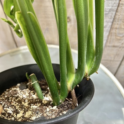 モンステラ エスケレート 5号ロング黒鉢｜芳樹園オンラインショップ