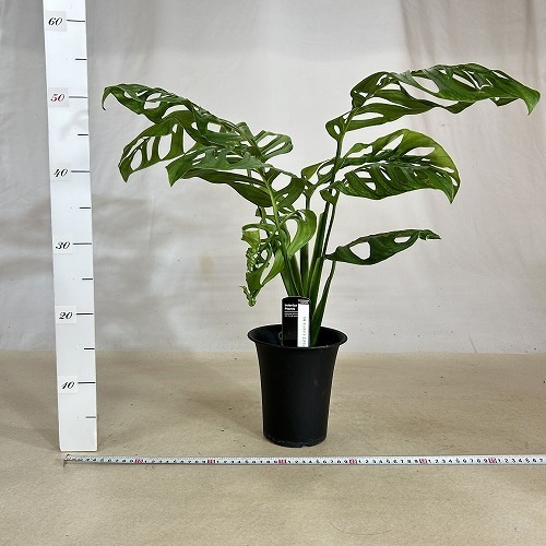 モンステラ エスケレート 5号ロング黒鉢｜芳樹園オンラインショップ
