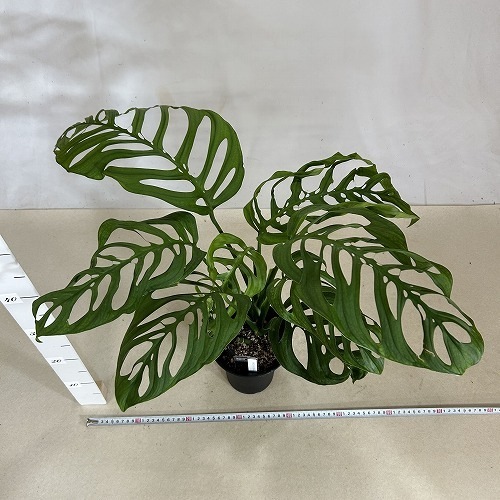 モンステラ エスケレート 5号ロング黒鉢｜芳樹園オンラインショップ