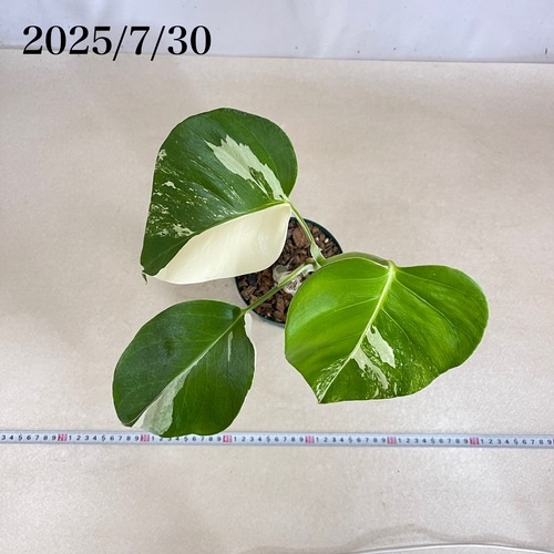 モンステラ　ホワイトタイガー　４号 モンステラ ホワイトタイガー 4号スリット鉢 個体B｜芳樹園