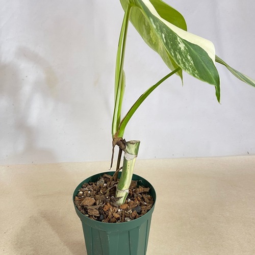 モンステラ ホワイトタイガー 4号スリット鉢 個体D｜芳樹園