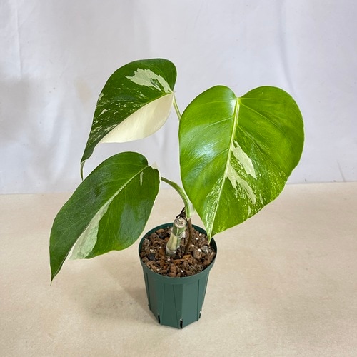 モンステラ ホワイトタイガー 4号スリット鉢 個体D｜芳樹園