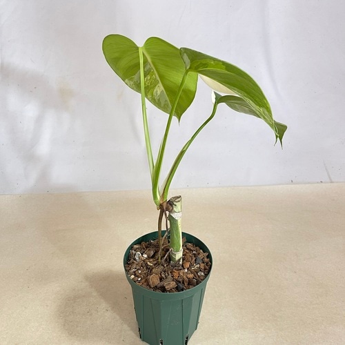 モンステラ ホワイトタイガー 4号スリット鉢 個体D｜芳樹園オンライン