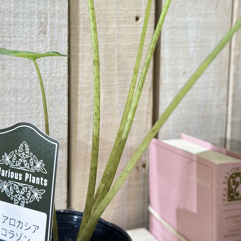 アロカシア コラゾン 3号(個体おまかせ1鉢)｜芳樹園オンラインショップ