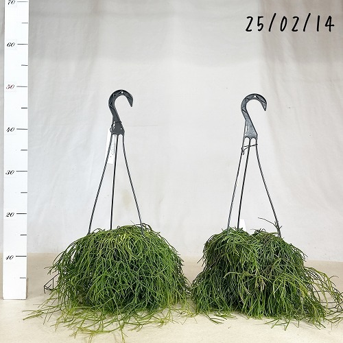 希少 パープルリプサリス ディソカクタス アマゾニクス 5号 吊り鉢