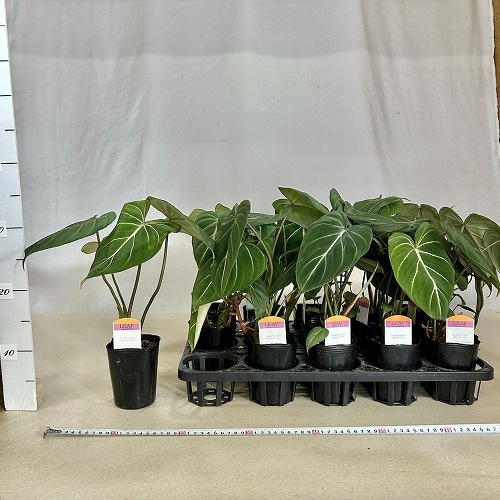 フィロデンドロン　ルゴサム　ルゴーサム フィロデンドロン・ルゴサムの特徴と育て方を徹底解説 - PLANT