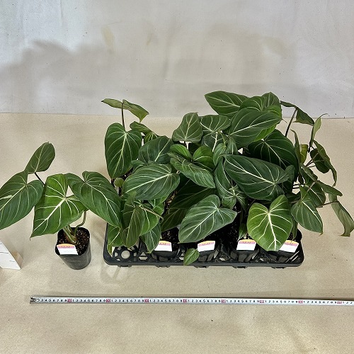 フィロデンドロン　ルゴサム　ルゴーサム フィロデンドロン・ルゴサムの特徴と育て方を徹底解説 - PLANT