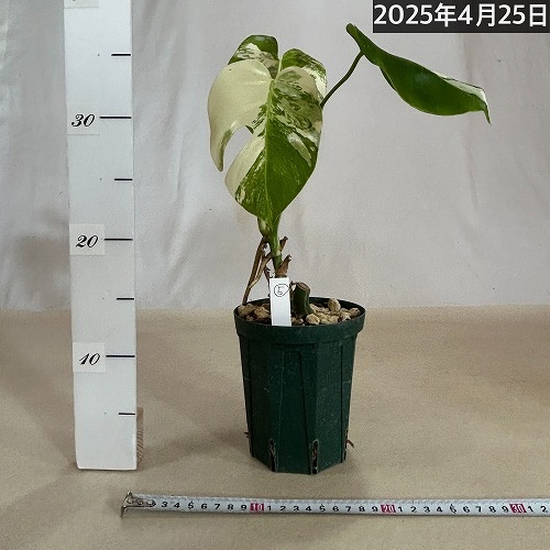 モンステラ ホワイトタイガー 4号スリット鉢 個体E｜芳樹園