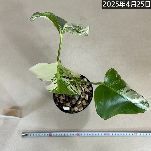 モンステラ ホワイトタイガー 4号スリット鉢 個体E｜芳樹園