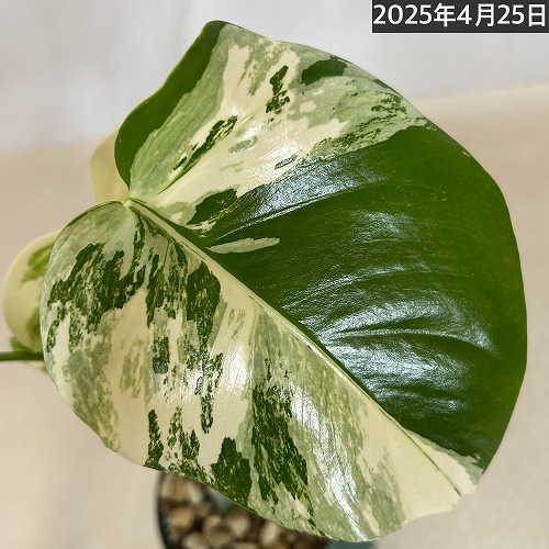 モンステラ ホワイトタイガー 4号スリット鉢 個体E｜芳樹園
