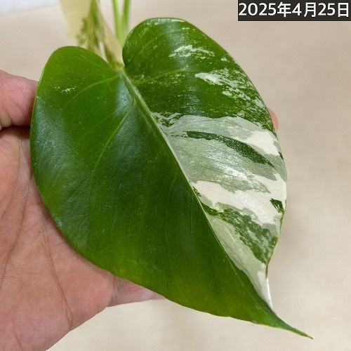 モンステラホワイトタイガー（アルボ）(Monstera Albo White