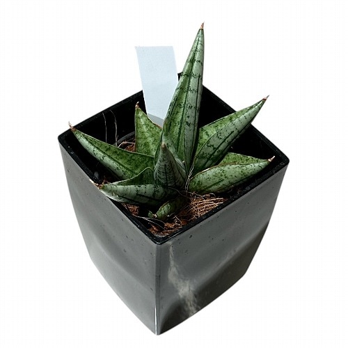 サンセベリア(サンスベリア) Sansevieria Yaya 3号角鉢カバー付(現品
