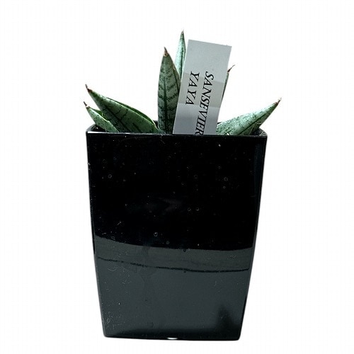 サンセベリア(サンスベリア) Sansevieria Yaya 3号角鉢カバー付(現品