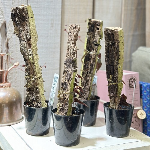 ピパー(ピペル) sp. Carranglan Nueva Ecija 2号 コルク風ヘゴ付き