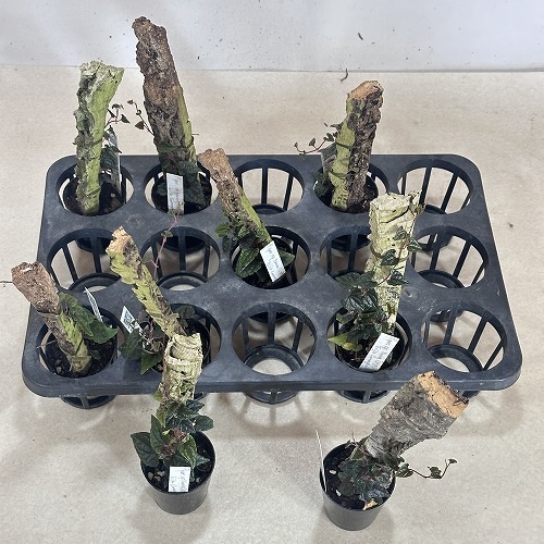 ピパー(ピペル) sp. Carranglan Nueva Ecija 2号 コルク風ヘゴ付き