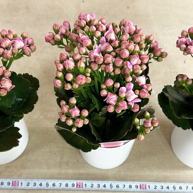 訳あり】薔薇咲きカランコエ モアフラワーズパリ 濃いピンク 3.5号鉢