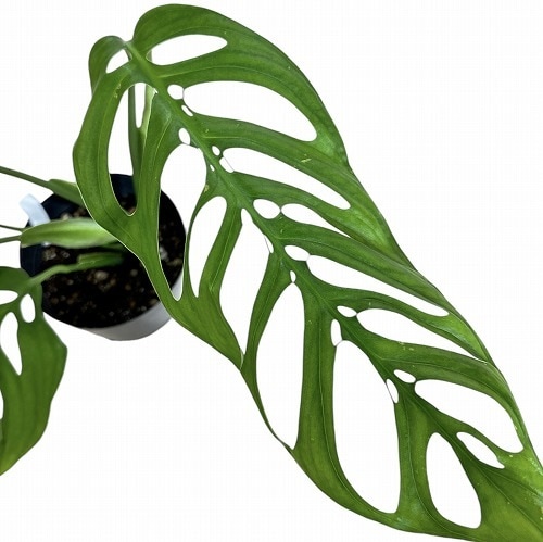 モンステラ　エスケレート モンステラ 'エスケレート' (エピプレムノイデス) 成長記録