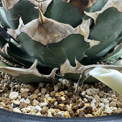 ドブ漬け可】対害虫植物保護 活力液 PGA-02 200ml S&A PLANTS GARDEN