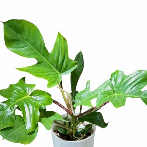 フィロデンドロン スクアミフェルム 6号吊り鉢｜芳樹園オンラインショップ