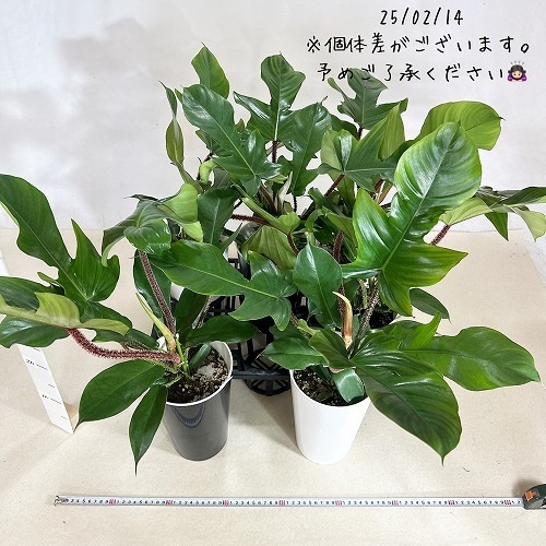 フィロデンドロン スクアミフェルム 6号吊り鉢|芳樹園 フィロデンドロン スクアミフェルム 6号吊り鉢|芳樹園