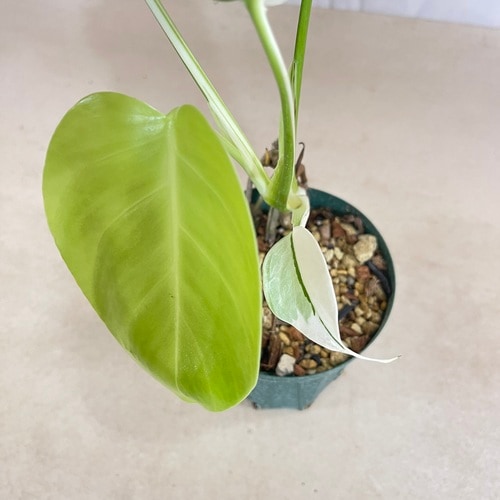 モンステラ ホワイトタイガー 4号スリット鉢 個体F｜芳樹園オンライン