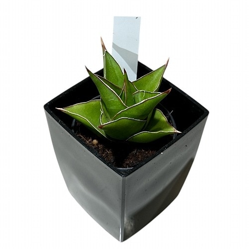 サンセベリア(サンスベリア) Sansevieria Tower 3号角鉢カバー付