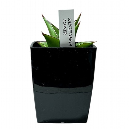サンセベリア(サンスベリア) Sansevieria Tower 3号角鉢カバー付