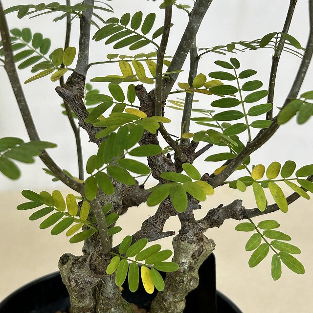 センナ メリディオナリス 4.5号ロング鉢(個体おまかせ1鉢