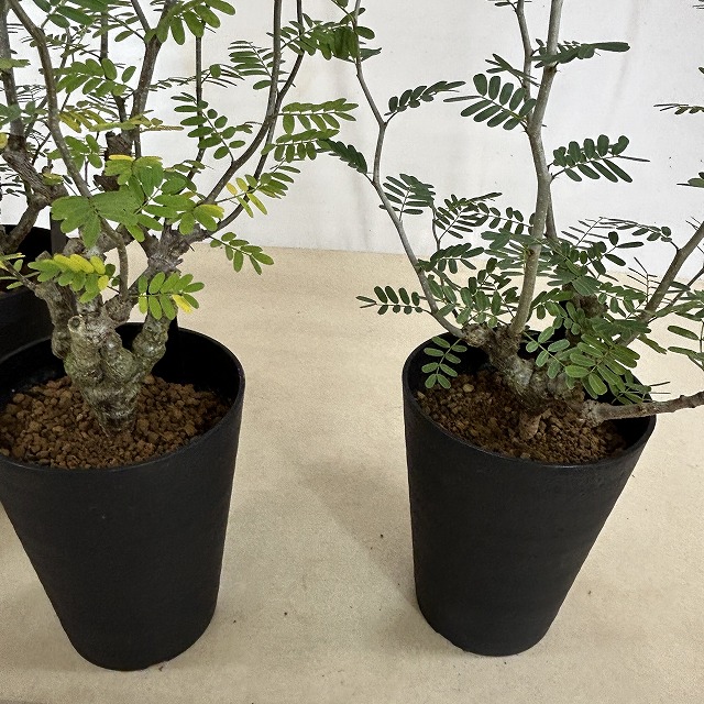 センナ メリディオナリス 4.5号ロング鉢(個体おまかせ1鉢