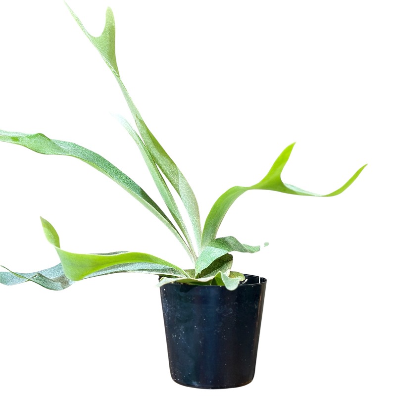 ビカクシダ　コウモリラン　ホワイトホーク　板付　大株 久しぶりのP. White Hawk | ビカクシダと僕の趣味ブログ