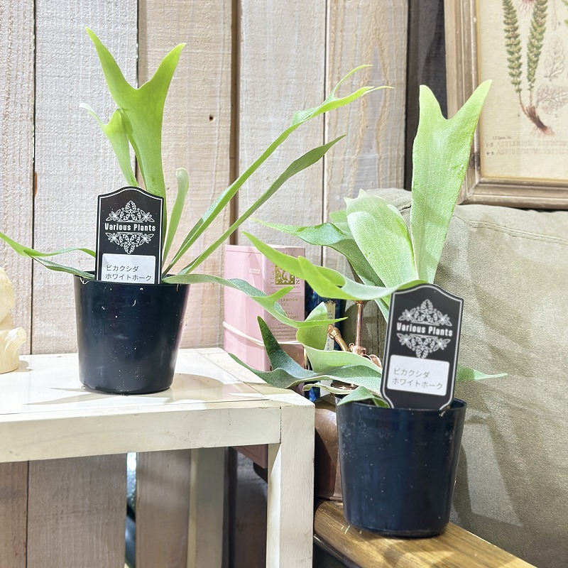 コウモリラン(ビカクシダ) ホワイトホーク 3号(個体おまかせ1鉢