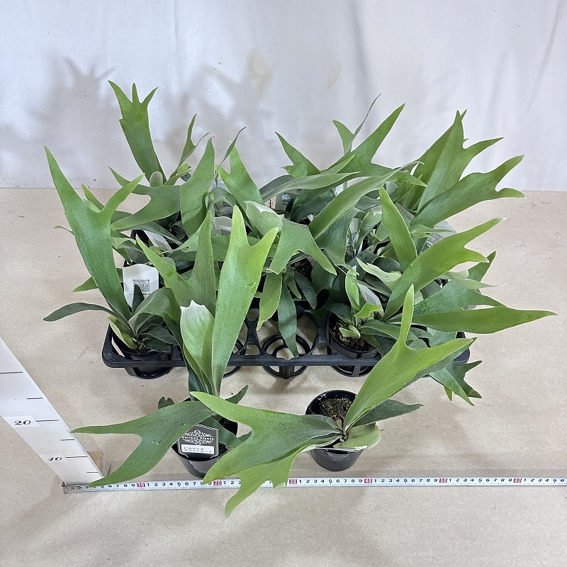 コウモリラン(ビカクシダ) ホワイトホーク 3号(個体おまかせ1鉢