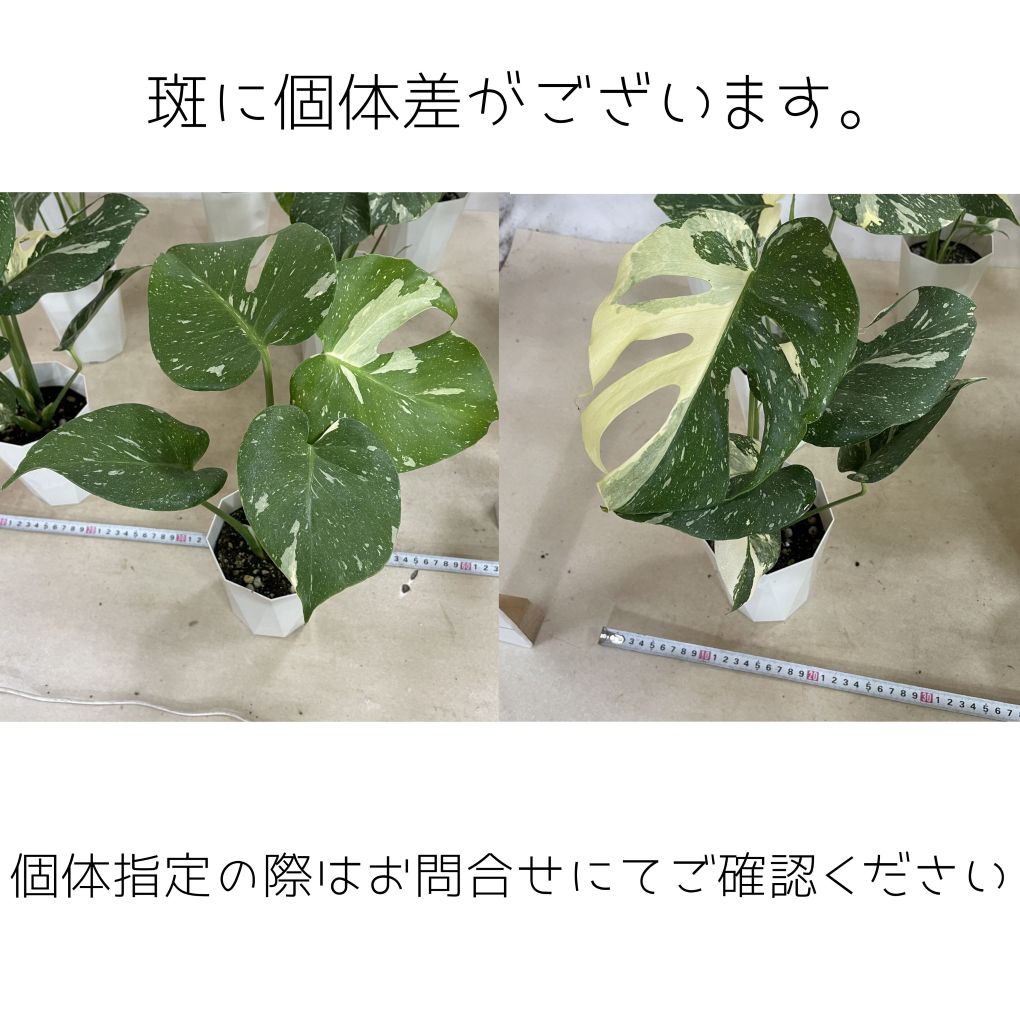 葉傷みあり】モンステラ タイコンステレーション 4号ダイヤ型鉢(個体