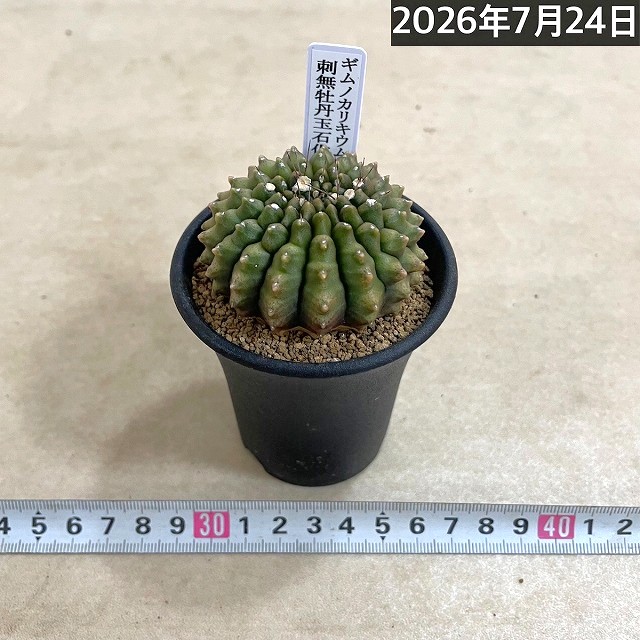 個体A】サボテン ギムノカリキウム 無刺牡丹玉石化 2.5号(現品