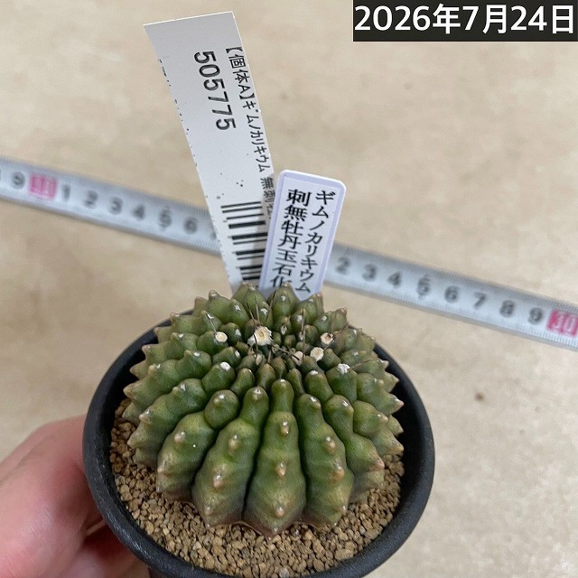 個体A】サボテン ギムノカリキウム 無刺牡丹玉石化 2.5号(現品