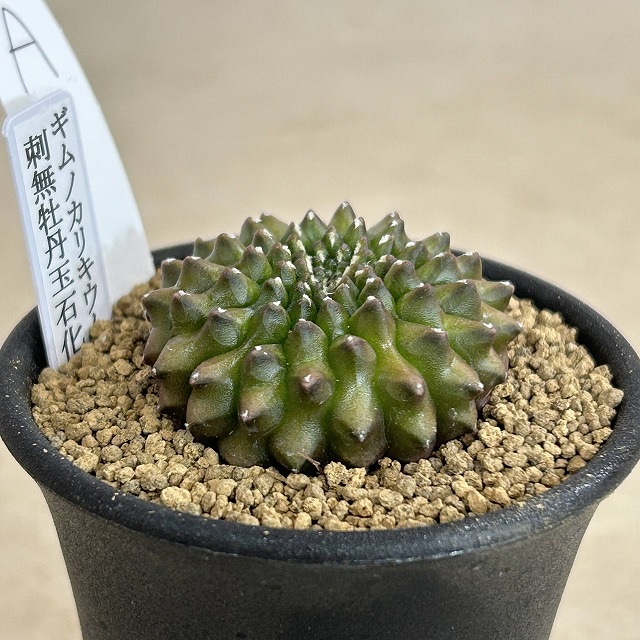 個体A】サボテン ギムノカリキウム 無刺牡丹玉石化 2.5号(現品